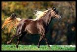 lovak_horse048.jpg